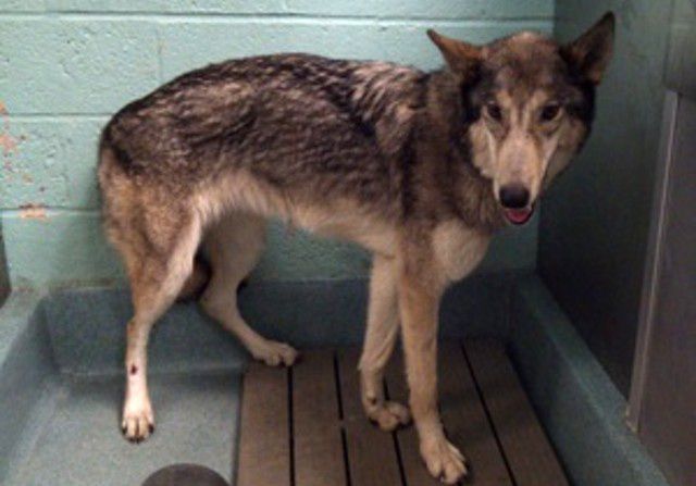 This month, a mysterious, scared-looking (and illegal) wolf-dog hybrid was discovered wandering the streets of Brooklyn. Despite the fact that we had "Hungry Like The Wolf" stuck in our heads for days, it was all worth it when "Rosie" was able to find a new home at Howling Woods Farm in Jackson Township, NJ. 